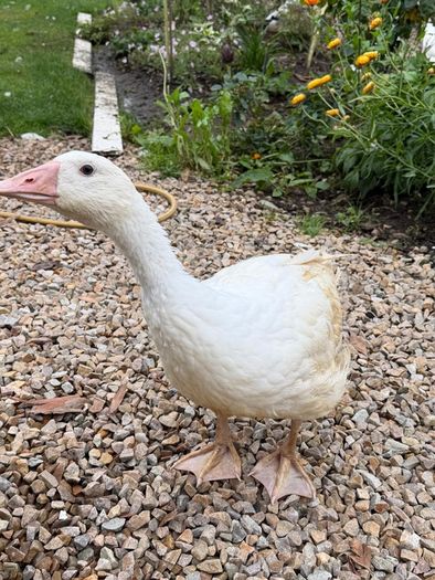 2 female geese