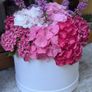 Hydrangea Image 6