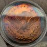 Silver Trade Unit One Troy Ounce .999 Fine Silver Coin Stunning Rainbow Toned Obverse and Reverse Image 3