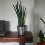 Sansevieria Cylindrica planter Image 4