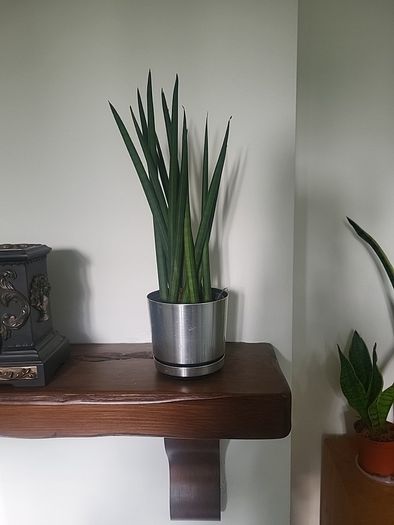 Sansevieria Cylindrica planter