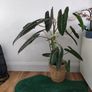 Philodendron Billetiae Image 2