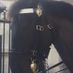 Horse58