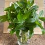 Plant - Tradescantia Fluminensis Green Hill - Houseplant Image 6