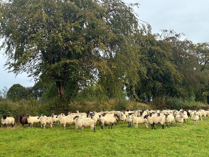 Good Quality Organic Hogget Sheep