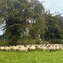 Good Quality Organic Hogget Sheep Image 2