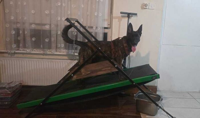 Dog Carpet Mill Self Propelled Treadmill Heavy Duty Professional