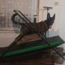 Dog Carpet Mill Self Propelled Treadmill Heavy Duty Professional Image 2