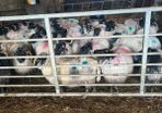 Sheep