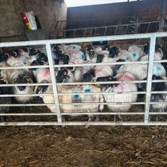 Sheep