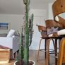 Euphorbia Trigona Rubra succulent Image 3