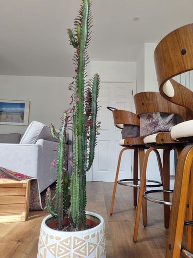 Euphorbia Trigona Rubra succulent