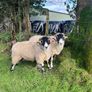 Swale hogget rams for sale Image 3
