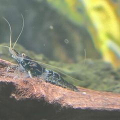 Fish Tank Neocaridina Shrimps