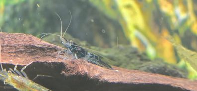 Fish Tank Neocaridina Shrimps