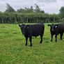10 AAX bull wealings for sale Image 7