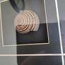 Seashell pictures Image 3