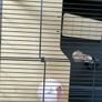 Little friends Grosvenor XL small animal cage Image 8