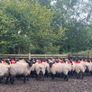 Suffolk/Mule Ewe Lambs Image 4