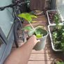 plants Image 3