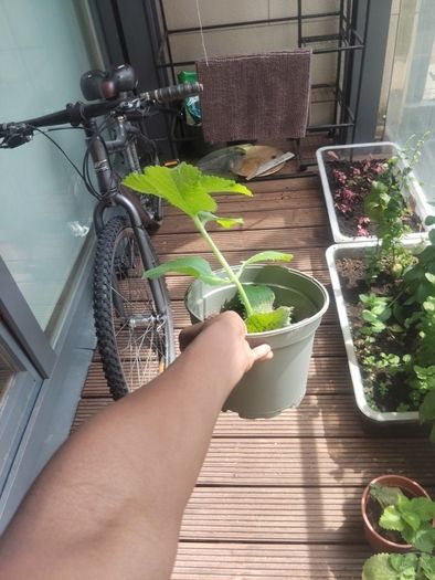 plants