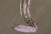 Belly dance sequined belt