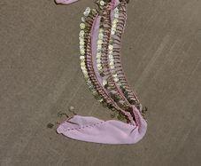 Belly dance sequined belt