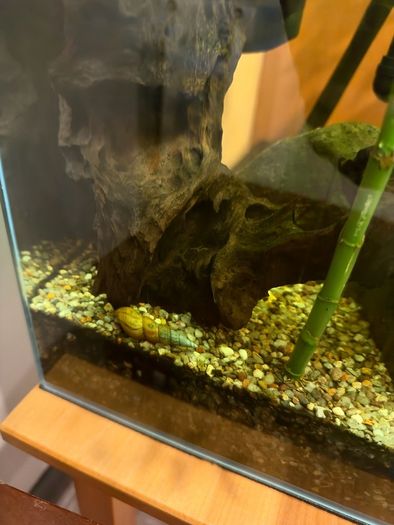 fish tank setup