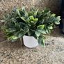 artificial plant in white pot home decor Image 6