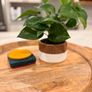 Self-Draining Plant Pot Image 7