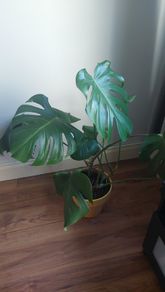 Monstera