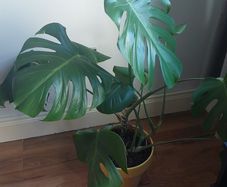 Monstera
