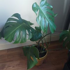 Monstera