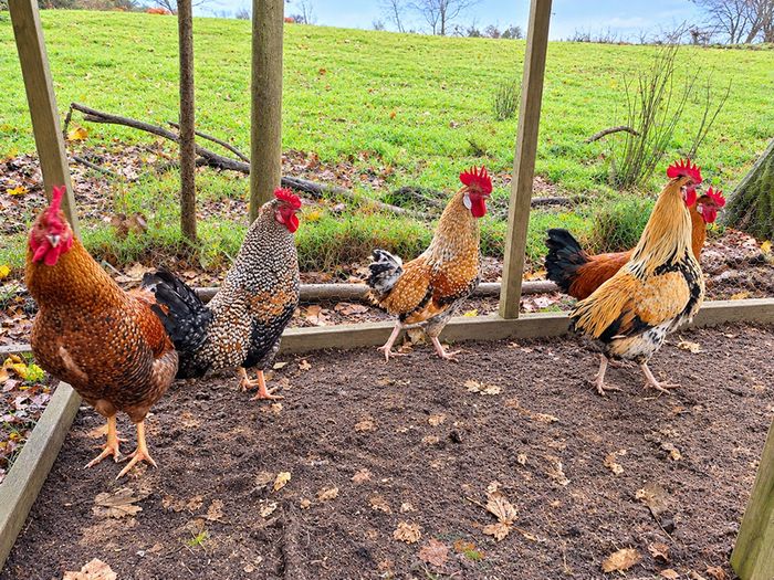 Rooster