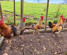 Rooster