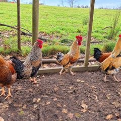 Rooster