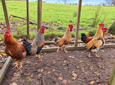 Rooster