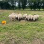 Lambs Image 6