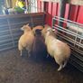 Texel Cross Ewe lambs ONLY 2 LEFT Image 9