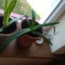 Aloe Vera Air Purifying plants Image 4