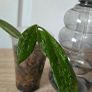 Hoya Image 3