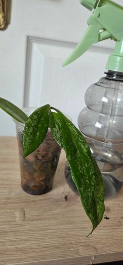 Hoya