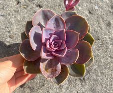 plant