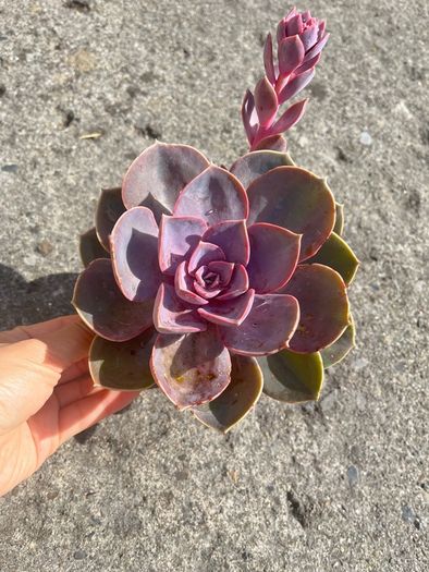 plant