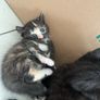 kittens Image 4