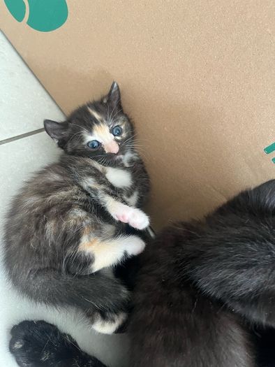 kittens