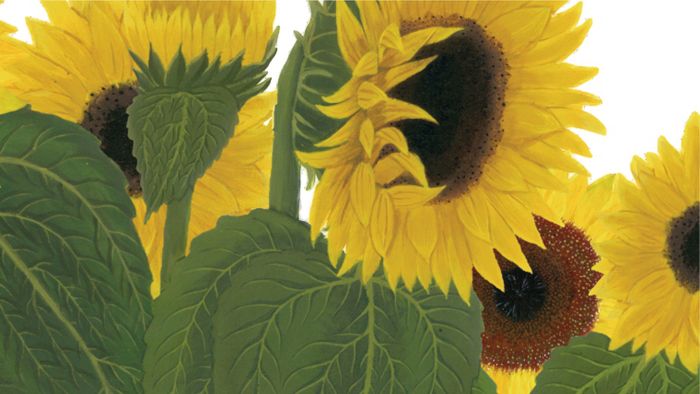 Sunflower field with French quote Wall Decal/Sticker/Art Transfer