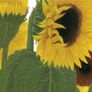 Sunflower field with French quote Wall Decal/Sticker/Art Transfer Image 2