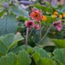 Geum Rivale (Water Avens) Image 7