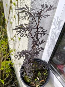 garden plants